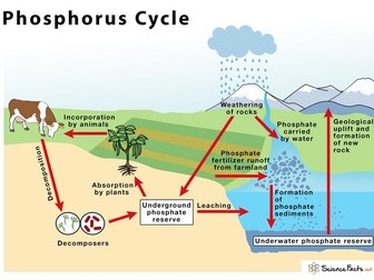 A Level - Nutrient Cycle - Nitrogen - plus Exam Qs and As