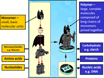 Monosaccharides - Lesson 1 in the AS Unit on Biological Molecules (AQA)