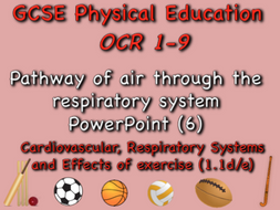 GCSE OCR PE (1.1d/e) - Pathway of air through the respiratory system PowerPoint