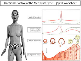 Hormonal Control of the Menstrual Cycle - gap fill exercise