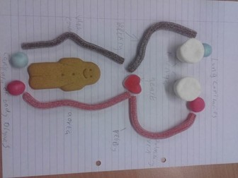 Double Circulatory System made from sweets