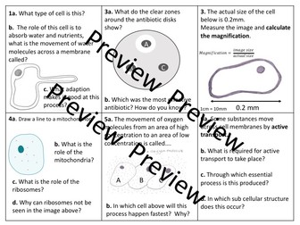 9-1 Cell Biology Revision Grid Activity