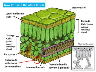Leaf structure and Stomata Observations - Section 2E Edexcel IGCSE Biology (Plant Nutrition)