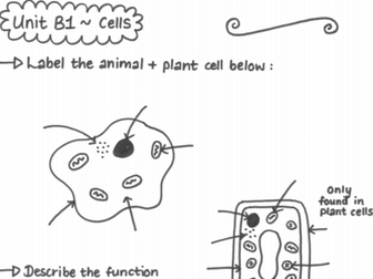 Biology B1 Revision Workbook