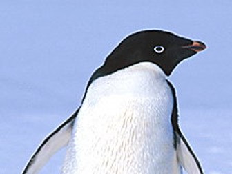 Penguin Species Match Game