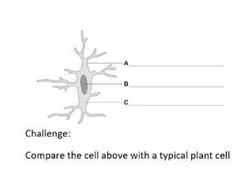 Specialised plant and animal cell