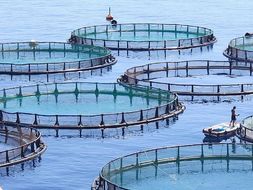 CB9 Edexcel: Lesson 7 - fish farming and non-indigenous species