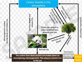 AQA B 17.3 - The Carbon Cycle
