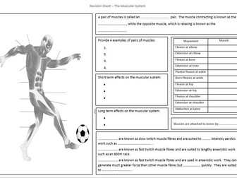 Revision Sheets - GCSE PE (Anatomy and Physiology)