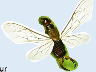 Non-fiction Mixed up Minibeasts