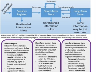 Edexcel A Level Psychology Cognitive Psychology Revision Guide
