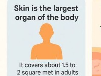 Year 7 & 8 Mathematics — Body Surface Area Worksheet