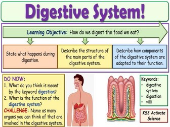 Digestive System KS3 Activate Science