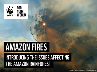 Amazon Forest Fires - Classroom Presentation
