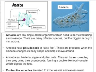 KS3 Unicellular organisms fact sheet task