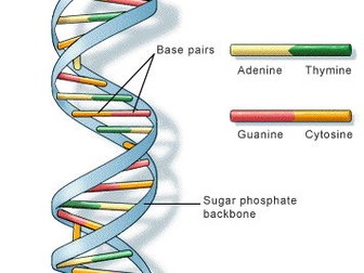 IGCSE Edexcel Biology chapter 16 revision notes