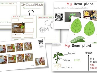 Bean Plant Project
