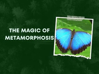 From Caterpillar to Butterfly: The Magic of Metamorphosis!