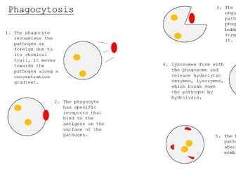 A level Biology AQA Chapter 5