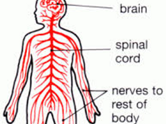 Year 12 Applied Science Unit 4 - The Nervous System