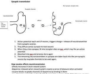 A-level Edexcel Psychology: Biological notes