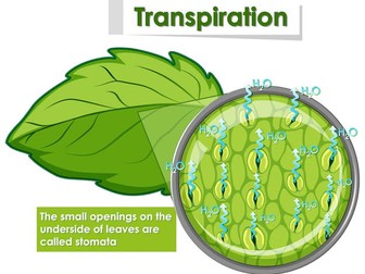 IGCSE Edexcel Biology chapter 11 revision notes