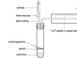 CB8d Edexcel - Aerobic and anaerobic respiration