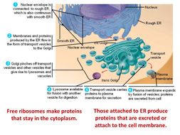 The Cytoskeleton - OCR AS/A Level Biology