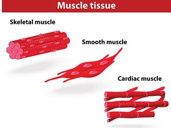 A level Biology OCR animal responses - Three types of Muscle