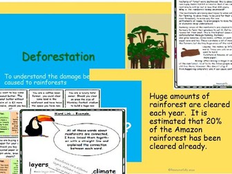 Rainforest - Deforestation Lesson KS2