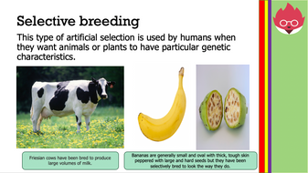 Selective Breeding Gcse Edexcel