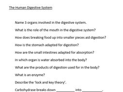 Human Digestive System Starter Questions