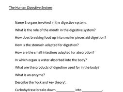 critical thinking questions about the digestive system