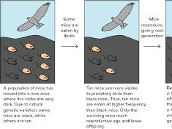 Evolution by natural selection