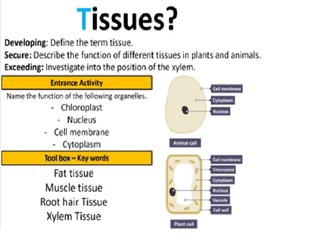 Topic 7A - Tissues