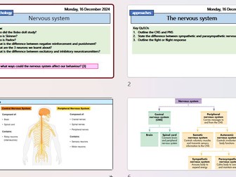 A Level Psychology - biopsychology - Nervous system