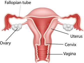 Exam of female reproductive system