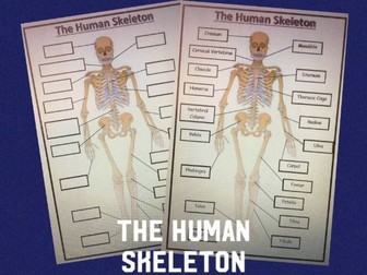 The Human Skeleton Labeling Activity