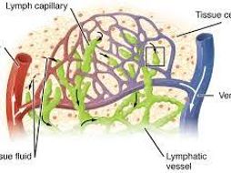 A Level Biology - Blood Plasma, Lymph and Tissue Fluid | Teaching Resources