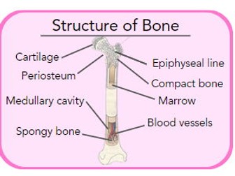 OCR Health and Social Care - Unit 4 LO4 - Revision Cards