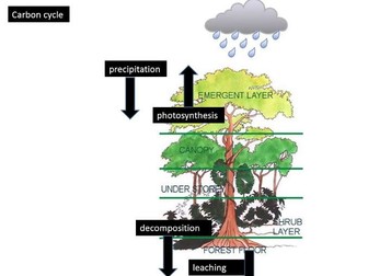 amazon rainforest case study water and carbon cycle