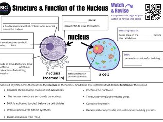 An introduction to the structure and function of the Nucleus. A level Biology