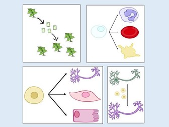 Stem Cells  Lesson GCSE Biology