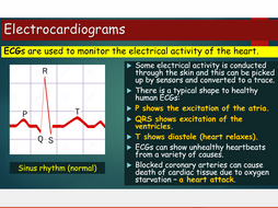 OCR A Level Biology - Module 3 Co-ordination of cardiac cycle