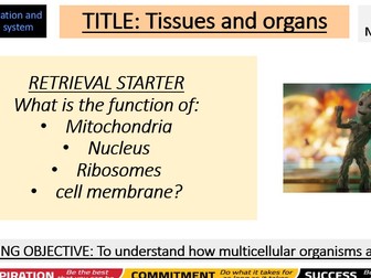 B3 Organisation and the Digestive system GCSE AQA