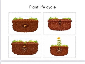 Plant life cycle