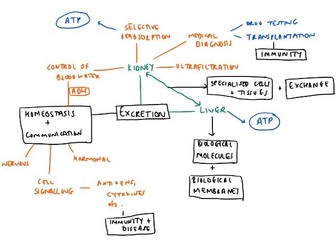 OCR H420 A Level Biology Excretion Workbook