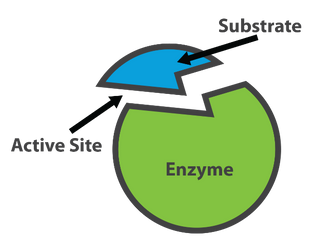 OCR BIO AS Enzymes structured task