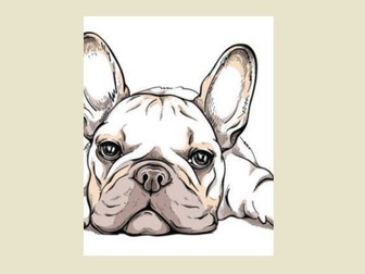 Jeffery The Frenchie - Story Book