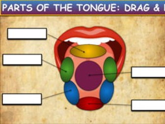Tongue and Tasting: Drag & Drop Worksheet: Google Slides. Flavours. Powerpoint
